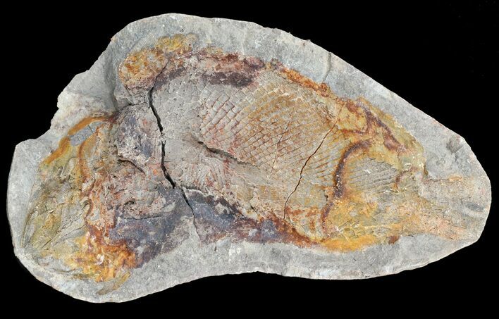 Triassic Fossil Fish In Nodule (Pos/Neg) - Madagascar #53659